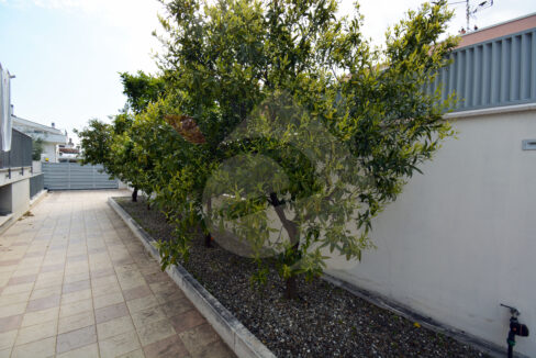 DSC_0010 copia